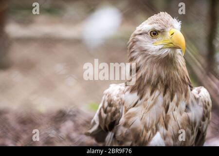 Mighty white tailed eagle called Haliaetus Albicilla in a cage in zoo, Poland Stock Photo