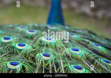 Close up of the beautiful peacock presenting his colourful tail wide open