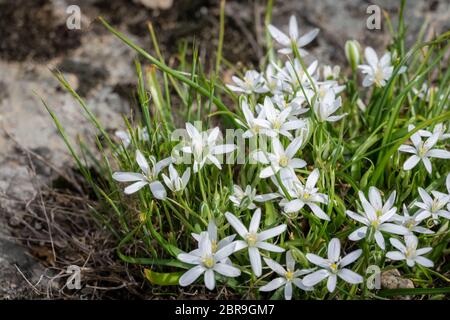 White flowers and buds of Ornithogalum umbellatum growing on a rocky ...