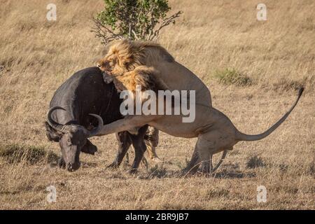 Two male lions attack a Cape buffalo on the African savannah. They grab it from behind with their claws and teeth as the buffalo desperately tries to Stock Photo