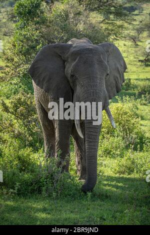African bush elephant stands amongst leafy bushes Stock Photo - Alamy
