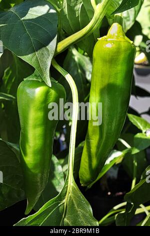 Two green anaheim peppers growing on a steam. Stock Photo