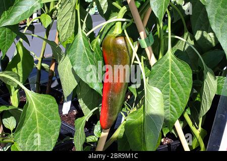 An anaheim pepper turning bright red on the plant. Stock Photo