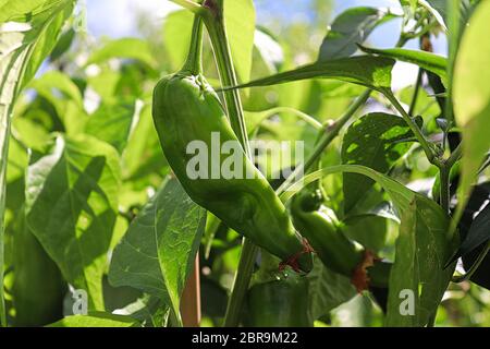 A fresh anaheim chili pepper growing on a plant. Stock Photo
