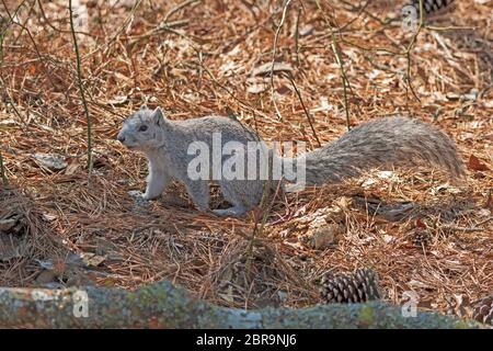 A Delmarva Fox Squirrel in the Forest in Chincoteague Island Wildlife Refuge in Virginia Stock Photo