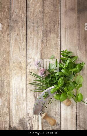 Assorted fresh herbs and mezzaluna knife on a rustic wood background arranged to the corner with copy space Stock Photo