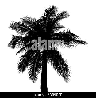 coconut tree silhouettes beautiful isolated on white background Stock Photo