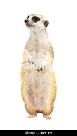 cute meerkat ( Suricata suricatta ) isolated on white background Stock Photo