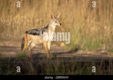 Black-backed jackal stands lifting head in sunshine Stock Photo