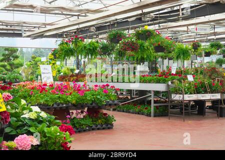 Hanging baskets and potted plants on display at a garden centre. Stock Photo