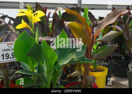 Canna Lilies (Cannaceae) for sale at a garden centre. Stock Photo