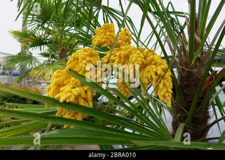 Yellow flowers of a Windmill Palm tree (Trachycarpus fortunei) Stock Photo
