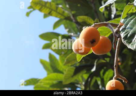 Ripe medlars on tree, healthy fresh summer fruit Stock Photo