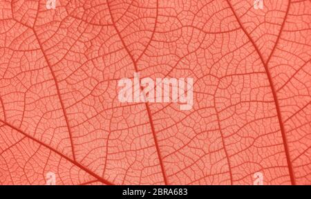 Extreme close up background texture of coral color pink toned leaf veins Stock Photo