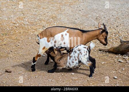 Goat feeds her goatlings, outdoor shooting in good weather Stock Photo