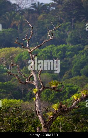 Dry tree with bromeliad plants growing on its branches in the lush rainforest of Soberania national park, Colon province, Republic of Panama. Stock Photo