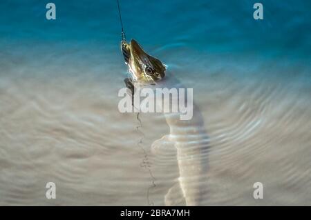 Spinning pike caught on a spoon in his mouth out of the water Stock Photo