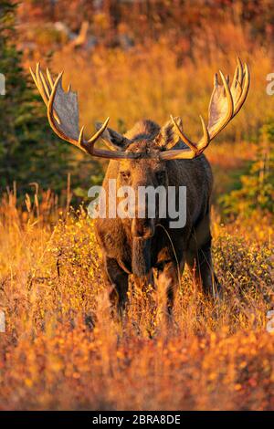 Bull moose in sunset light Stock Photo