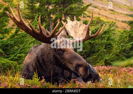 Bull Moose laying Stock Photo