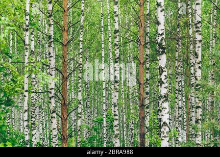 Two pine trees in birch grove. Background Stock Photo