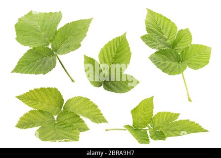 Raspberry leaf collection isolated on withe background with clipping path as package design element and advertising. Professional studio macro shootin Stock Photo
