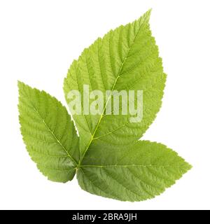 Raspberry leaves isolated on withe background with clipping path as package design element and advertising. Professional studio macro shooting. Stock Photo