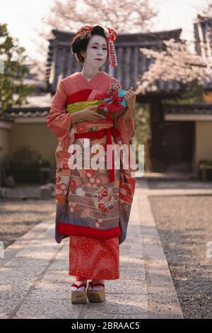 Maiko in a kimono walking on a stone path in front of the gate of a traditional Japanese temple surrounded by cherry blossoms in sunset. Stock Photo