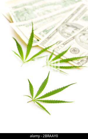 Marijuana cannabis leaves and dollar banknotes isolated on white background. Stock Photo