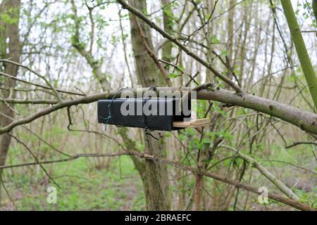 Black plastic and wood dormouse (Muscardinus avellanarius) nest tube survey box attached underneath a tree branch with a background of woodland trees Stock Photo