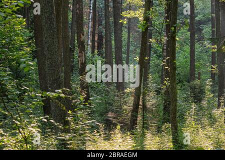 Frash Alder tree mixed forest in summertime morning with sunlight entering, Bialowieza Forest, Poland, Europe Stock Photo