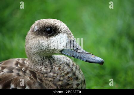 Head and shoulders of a marbled teal duck, Marmaronetta angustirostris, facing to the right with plants blurred in the background. Stock Photo