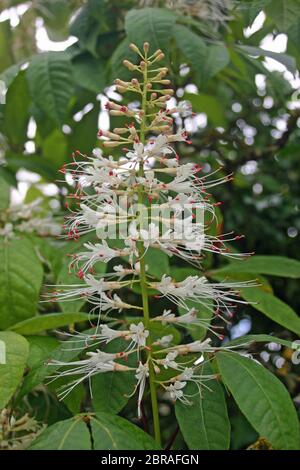 Dwarf horse chestnut (Aesculus parviflora) flower on the bush with a background of leaves of the same plant. Stock Photo