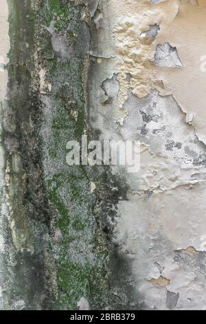 Rain water on the wall causing mold and peeling paint. Stock Photo