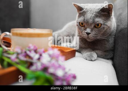 gray Shorthair British cat with yellow eyes on gray sofa with wooden tray with dalgona-coffee, chocolate cookies and lush fresh bouquet of purple lila Stock Photo