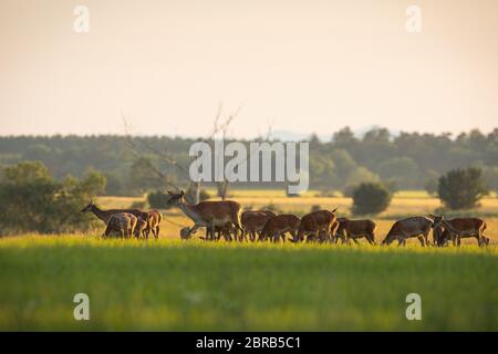 Numerous herd of red deer, cervus elaphus, hinds and calves grazing on a fresh green grass in spring at sunset. Group of many animals in nature. Peace Stock Photo