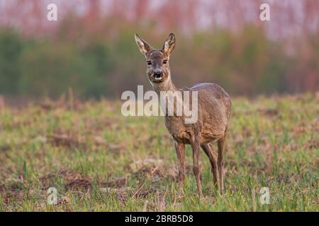 Front view of roe deer, capreolus capreolus, doe in winter coating at sunrise with warm color in springtime with copy space. Stock Photo