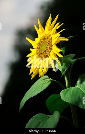 Closeup of a sunflower (lat: Helianthus annuus) looking bright in the sidelight on a field in northern Germany. Stock Photo