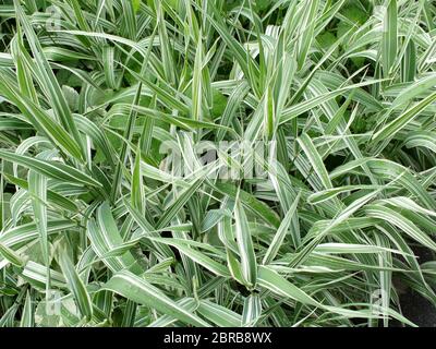 Decorative grass evergreen sedge with white and green striped foliage Stock Photo