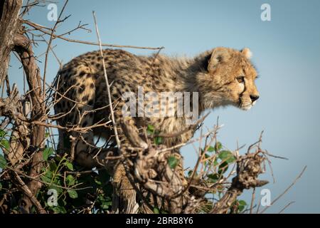 Cheetah cub stands in bush facing right Stock Photo
