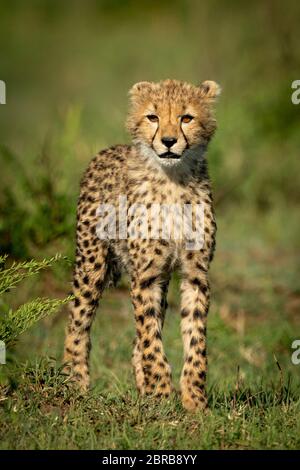 Cheetah cub stands on grass in sunshine Stock Photo - Alamy