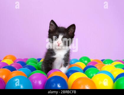 Tuxedo kitten sitting in a layer of colorful plastic ball pit balls looking directly at viewer, head tilted slightly to viewers left with curiosity. P Stock Photo