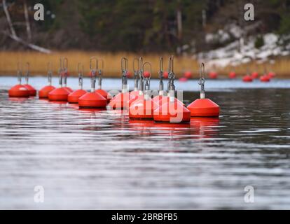 Group of bright red buoys floating in the natural harbor on the coast of Baltic Sea in Inkoo archipelago on late autumn colda nd over cast day with sn Stock Photo