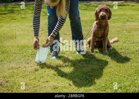 A mature woman cleaning up after her dog as she picks up his dog poo. Stock Photo
