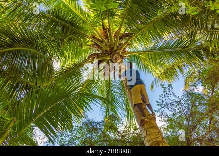 Man Climbing Cocos harvester harvests coconut palm tree trunk. Ceylon Coconut plantation Industry. Coconut trees in Maldives Stock Photo