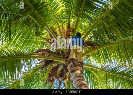 Man Climbing Cocos harvester harvests coconut palm tree trunk. Ceylon Coconut plantation Industry. Coconut trees in Maldives Stock Photo