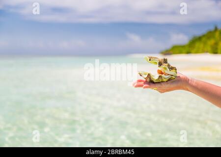 Sea shell in woman's hands on tropical beach background. Tropical island souvenir. Seashell closeup in female hand. Snorkeling or diving underwater Stock Photo