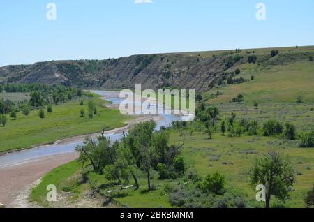 Spring in the North Dakota Badlands: Buffalo in Beef Corral Wash on the Little Missouri River in the South Unit of Theodore Roosevelt National Park Stock Photo