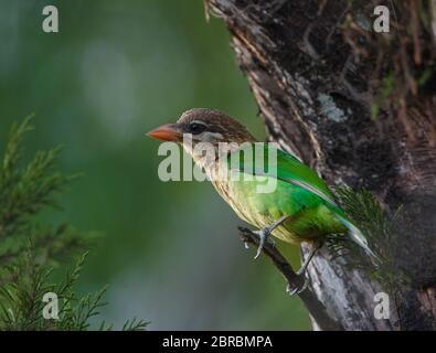 A colourful Brown-headed Barbet - photographed in Nandi Hills (near Bangalore, India) Stock Photo