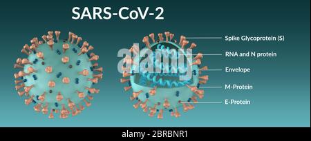 Structure of the SARS-CoV-2 coronavirus molecule in full and in section. Molecule Covid-19 Stock Photo