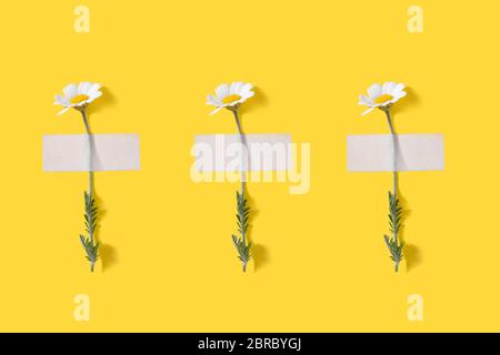 Chamomiles with patches on yellow background. Top view. Flat lay. Stock Photo